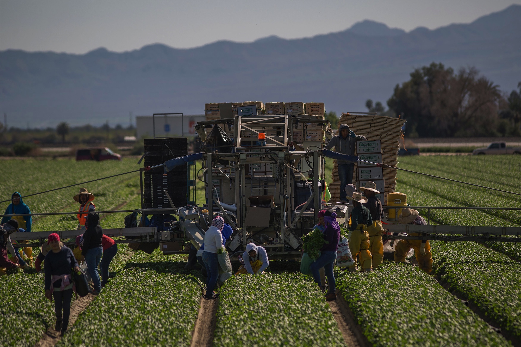 Immigrant farm workers harvest spinach near Coachella, California. Getty Images